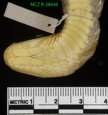 Media type: image;   Herpetology R-28646 Description: Specimen photo;  Aspect: head ventral